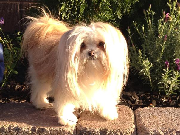 smooth coat mi ki puppies for sale shenandoah valley mi kis mi ki breeder smooth coat mi ki puppies for sale shenandoah valley mi kis mi ki breeder